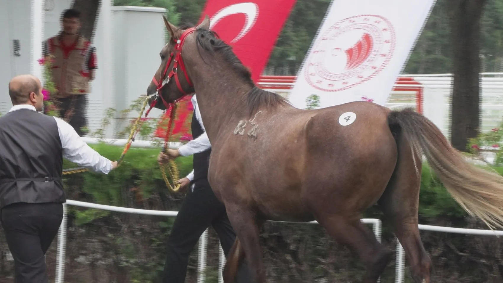 Veliefendi'de milyonluk rekabet: Safkan Arap tayları için kesenin ağzı açıldı