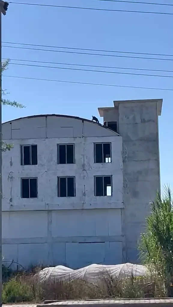 Serik'te şaşkına çeviren manzara: İnşaatın tepesinde keçi sürprizi