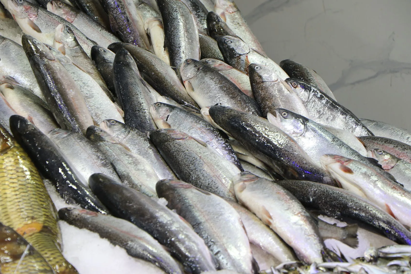 Karadeniz'de beklenen gün geldi: Palamut bereketiyle sezon açıldı