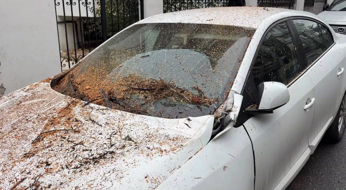 Maltepe'de inşaat alanında ihmal iddiası: Ağaç park halindeki araçların üzerine böyle çöktü