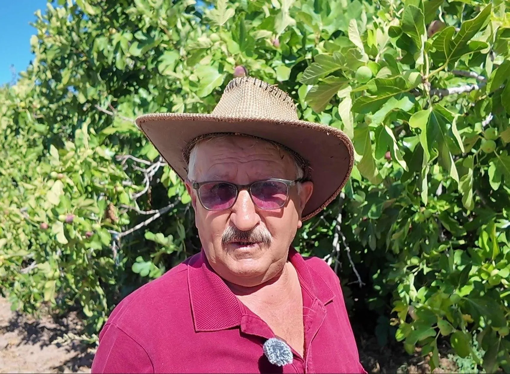 Manisa'nın bereketli topraklarında incir mesaisi: Doğal yöntemlerle gelen lezzet