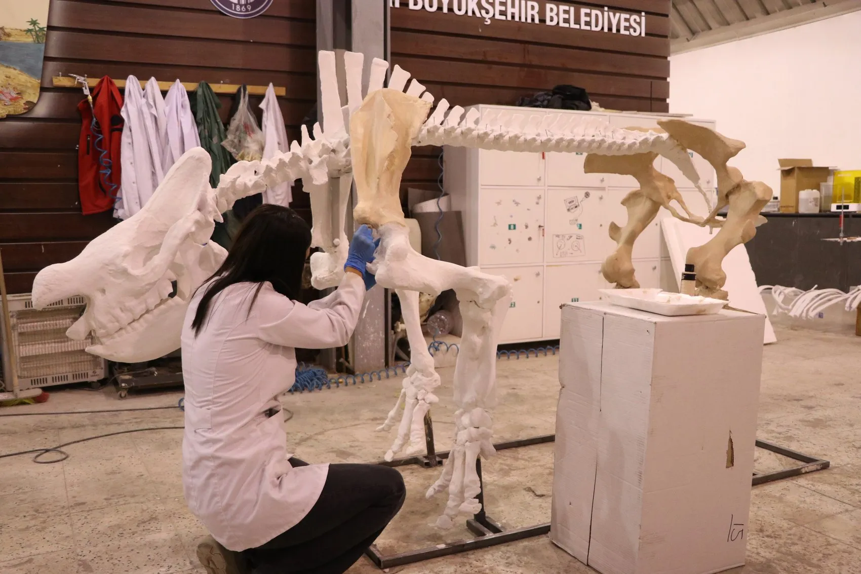 Milyonlarca yıl öncesinin devleri Kayseri'de yeniden hayat buluyor: 3D teknolojisiyle ayağa kaldırıldılar