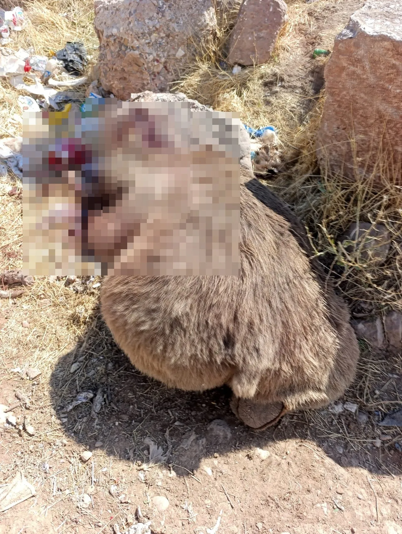 Bingöl'de vahşi katliam: Çöplükte üç bozayı kurşunlanmış halde bulundu
