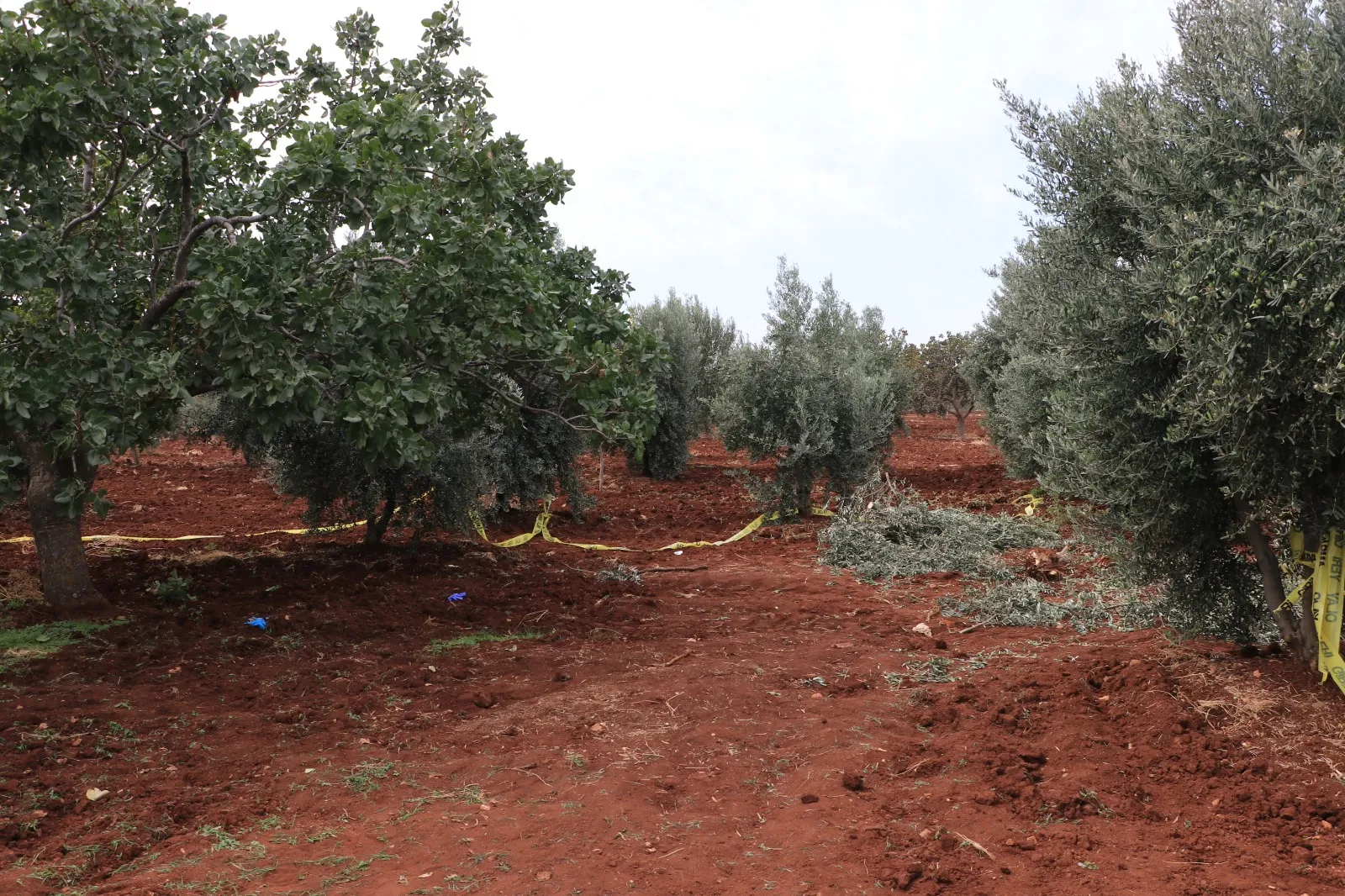 Kilis'te tarla mesaisi acı bitti: Traktörden düşen çiftçi hayatını kaybetti