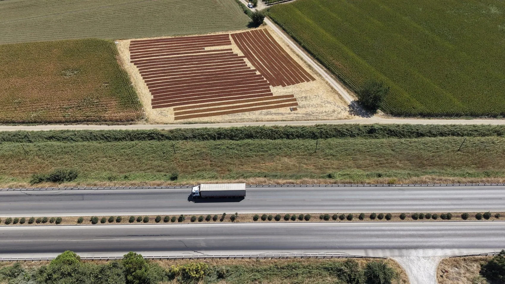 Gediz Ovası'nda hasat bereketi: Yol kenarları doğal sergi alanına dönüştü
