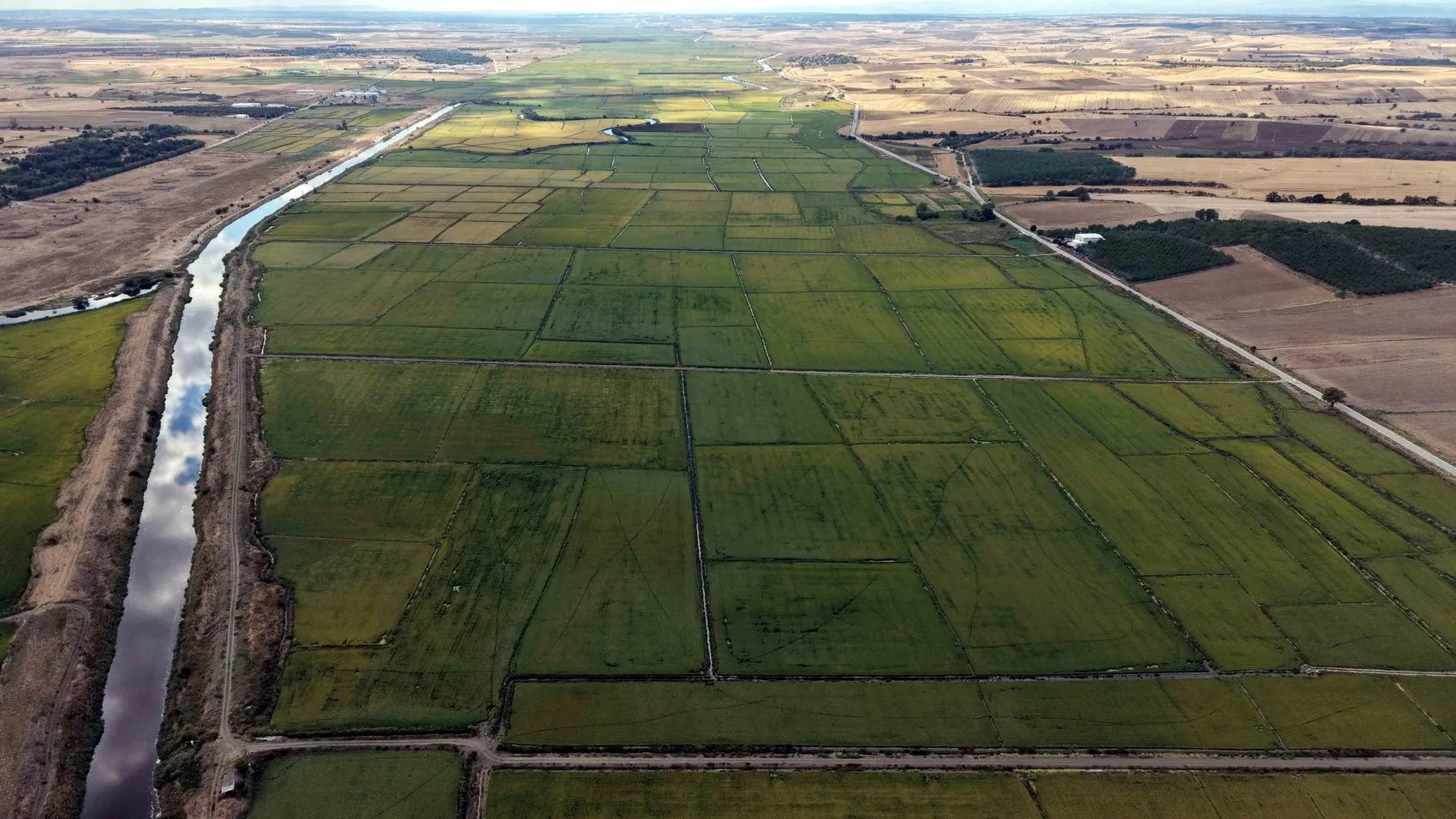 Edirne'de beyaz altın hasadı: Kuraklık bitti, şimdi sıra fiyat belirsizliğinde