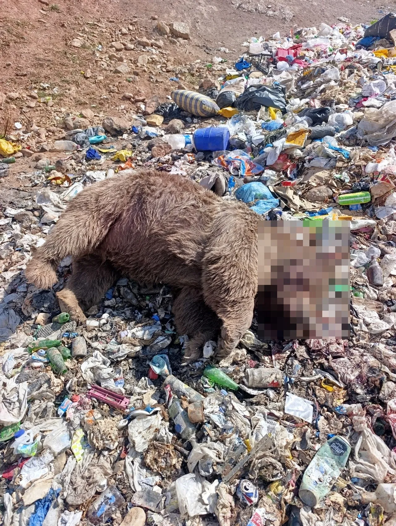 Bingöl'de vahşi katliam: Çöplükte üç bozayı kurşunlanmış halde bulundu