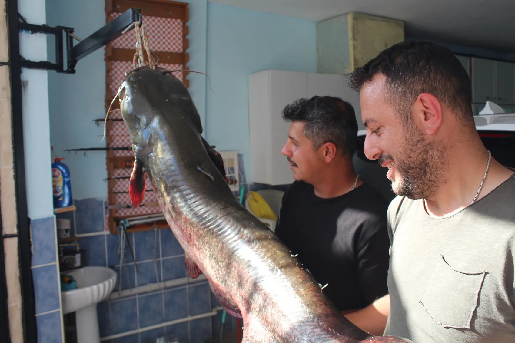 Kızılırmak'ta devasa sürpriz: Oltaya takılan 45 kiloluk dev balıkçıları terletti
