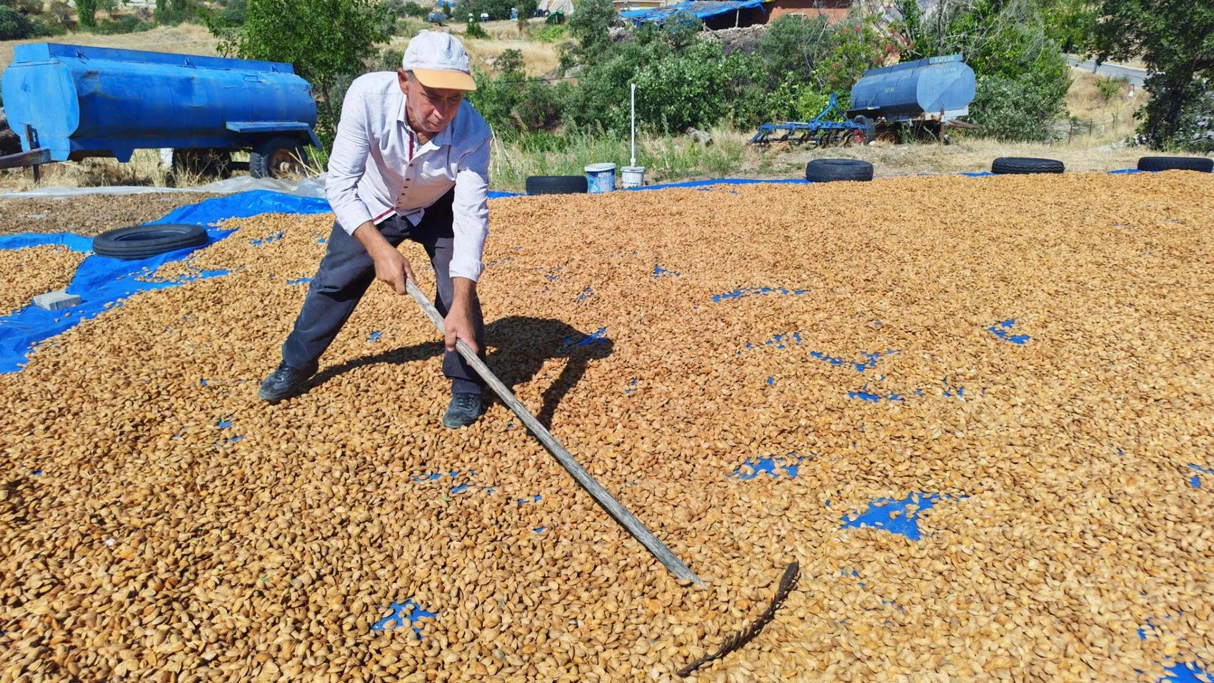 Demirci'de badem bereketi: Don felaketini unutturan hasat dönemi başladı