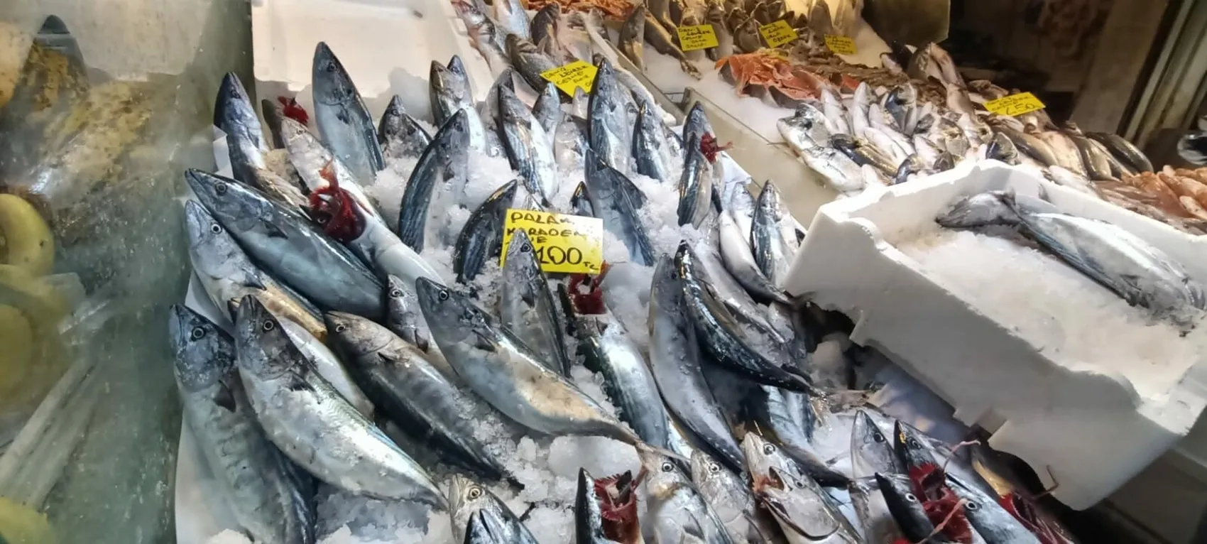 İzmir tezgahlarında yüz güldüren bolluk: Balık fiyatları dibi gördü