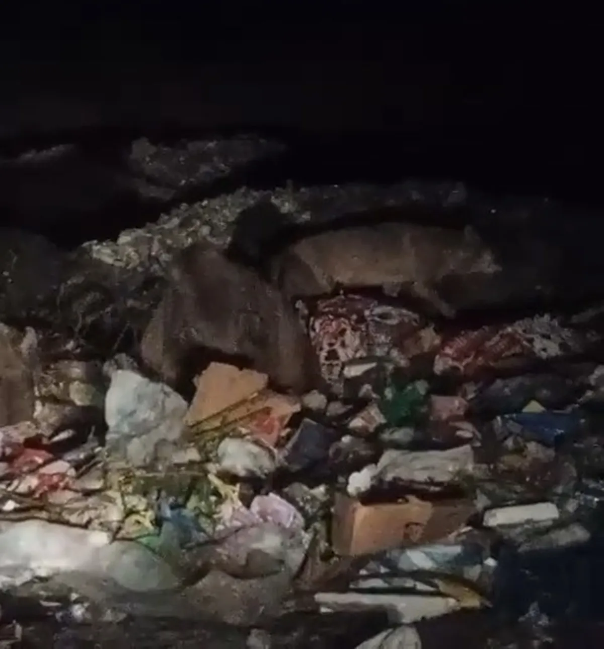 Bingöl'de gece yarısı sürpriz ziyaret: Çöp konteynerleri yabani hayvanların durağı oldu