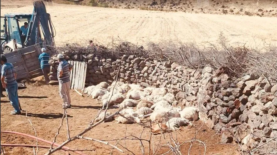 Güdül'de sabah saatlerinde gelen acı haber: Ağıldan geriye sadece küller kaldı