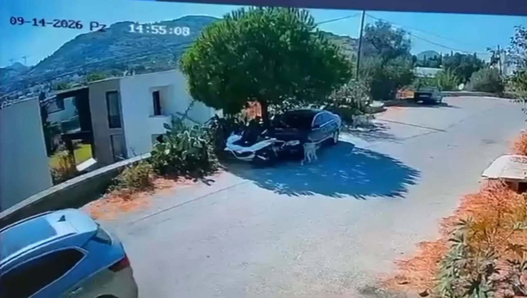 Bodrum'da vicdansızlık kamerada: İki köpeği ezip hiçbir şey olmamış gibi yoluna devam etti