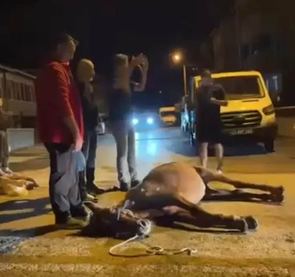 Keşan'da vicdanları sızlatan görüntü: Yük taşıttıkları ata işkence ettiler