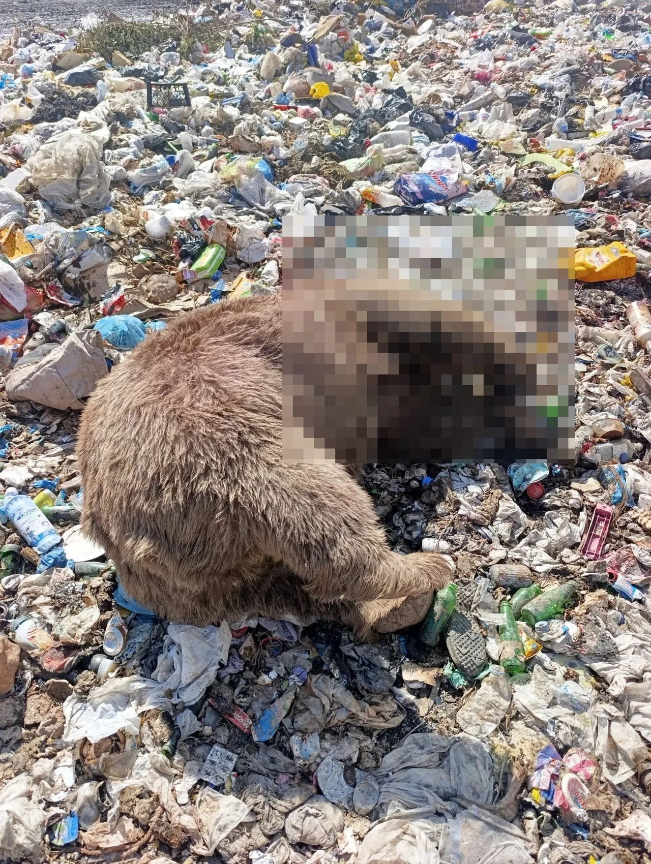 Bingöl'de vahşi katliam: Çöplükte üç bozayı kurşunlanmış halde bulundu