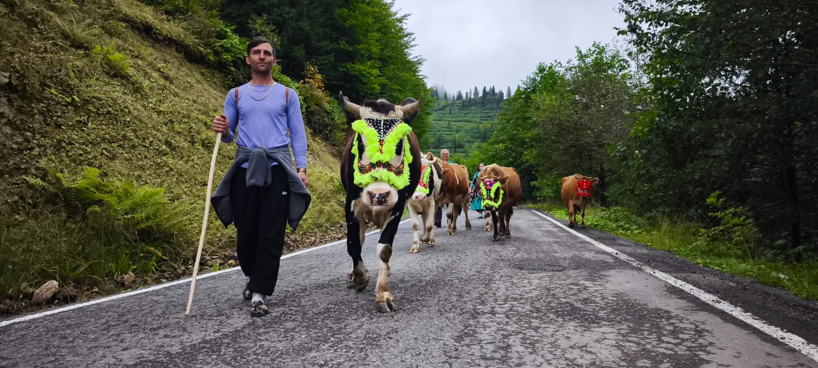 Doğu Karadeniz'de asırlık gelenek: Yaylacılar hayvanlarıyla birlikte köylerine döndü