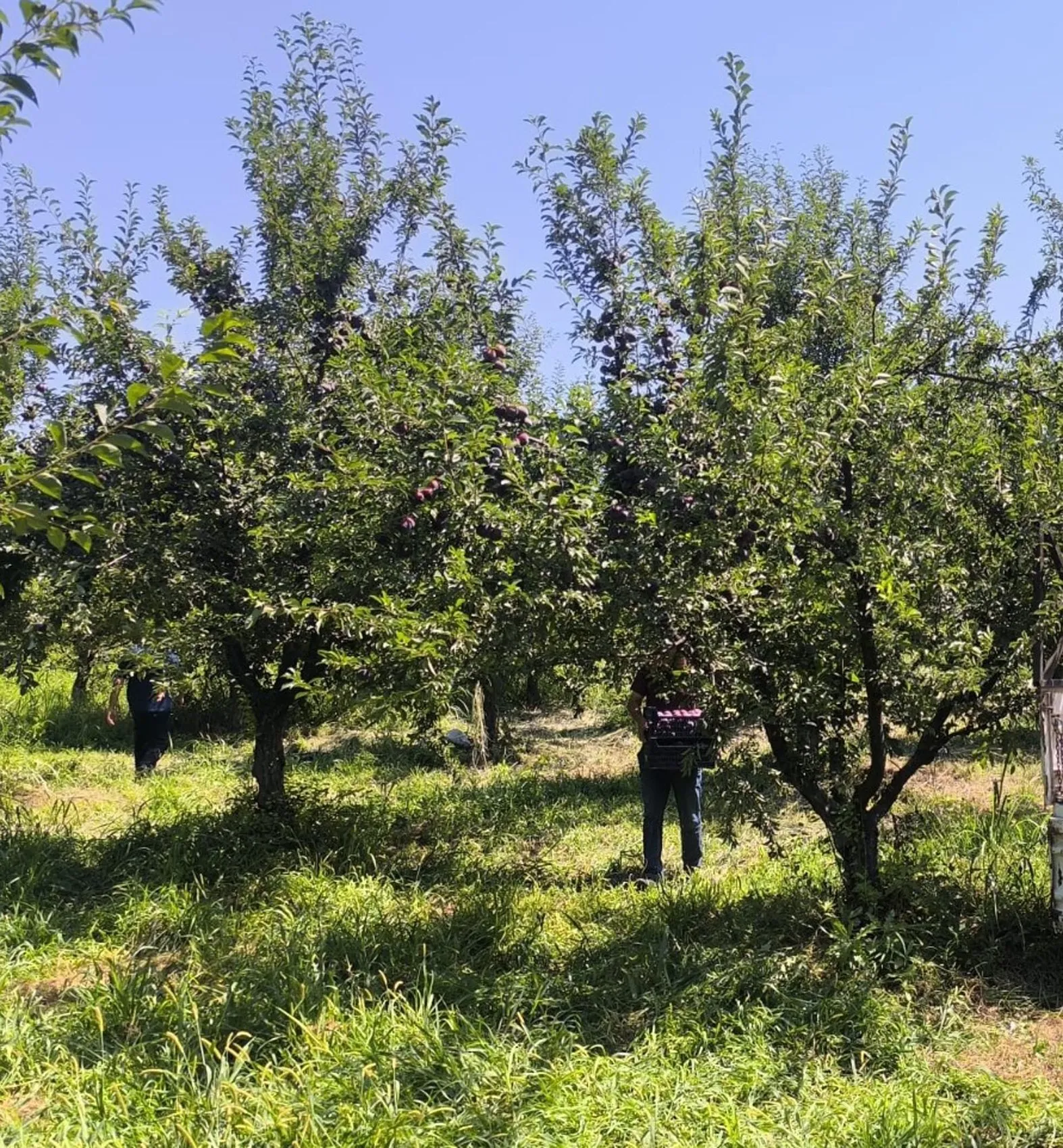 Iğdır'ın Siyah İncisi'nde Hasat Heyecanı: Bu Yılın Gözdesi Sofralara Farklı Formlarda Taşınıyor