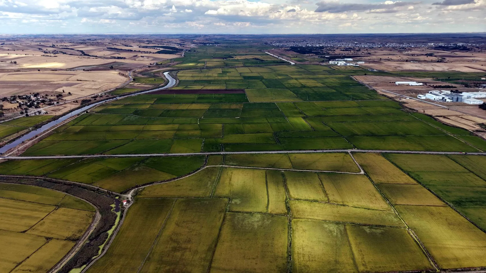 Edirne'de beyaz altın hasadı: Kuraklık bitti, şimdi sıra fiyat belirsizliğinde