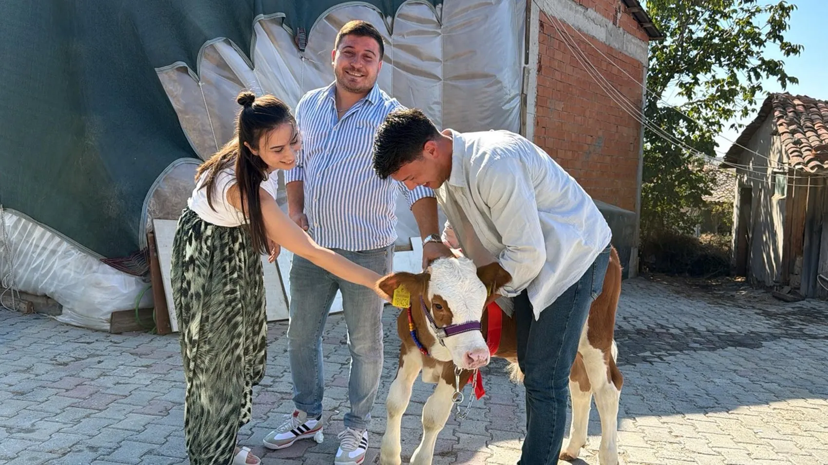 Düğün salonunda şaşkınlık yaratan sürpriz: Takı yerine buzağı getirdi
