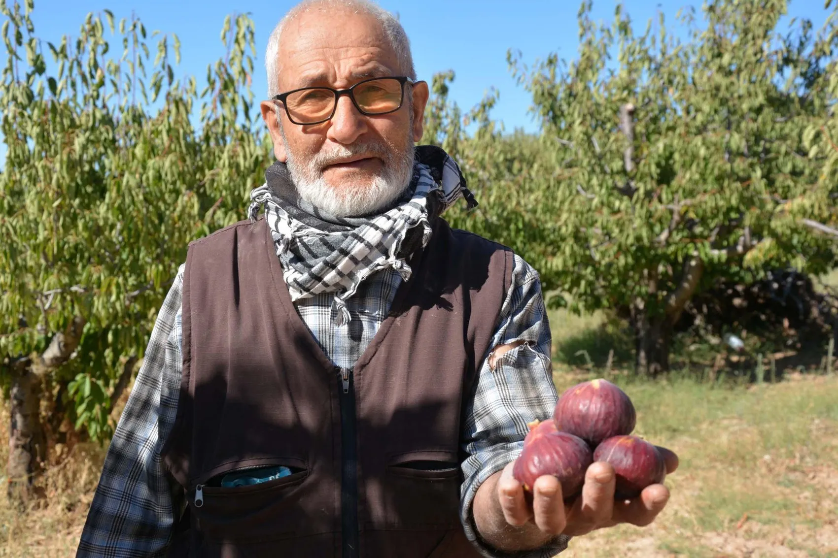 Manisa'nın bereketli topraklarında incir mesaisi: Doğal yöntemlerle gelen lezzet