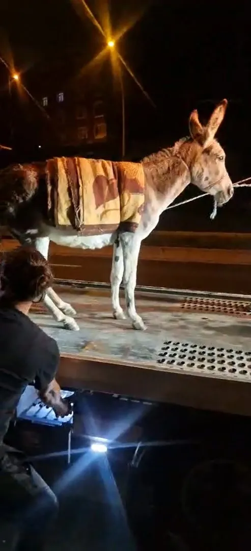 Başkent trafiğinde sıra dışı misafir: Çekiciyle otoparka çekildi